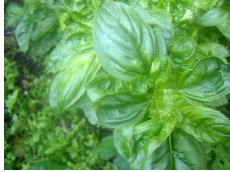 Basil leaves — the herb most countertop kits grow first