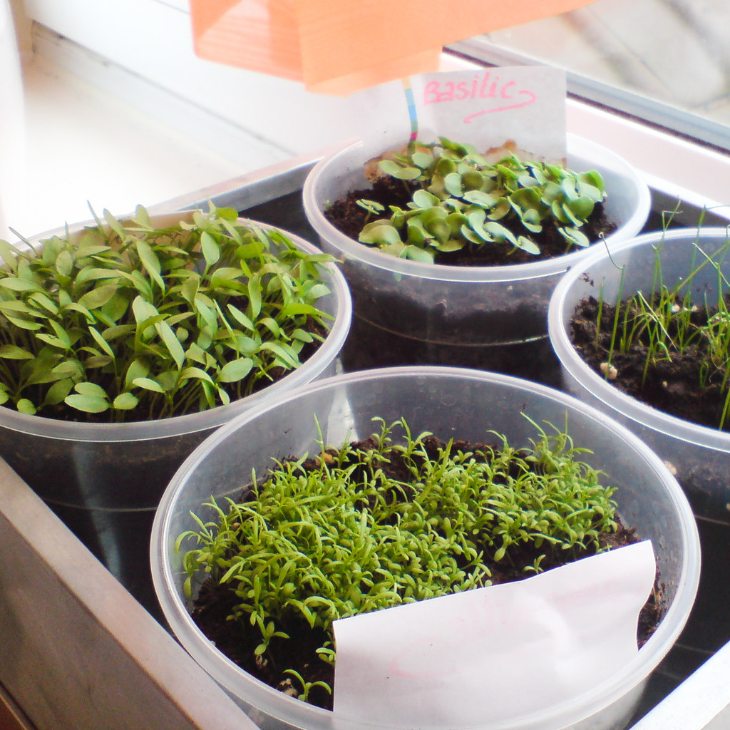 Chives for a cheap first harvest