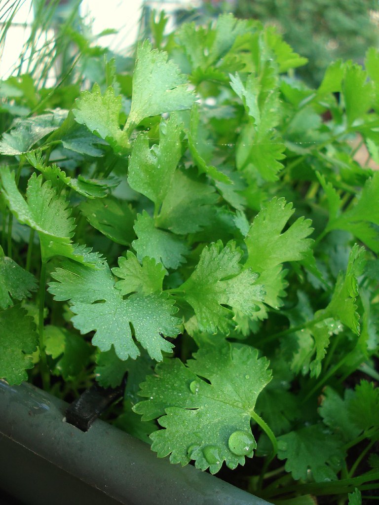 Fresh cilantro and coriander leaves