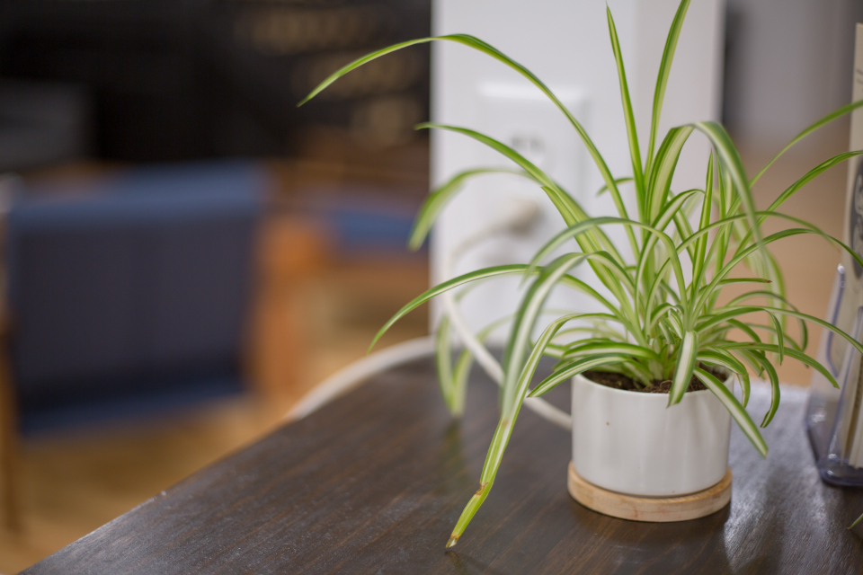 Compact countertop plant for small spaces