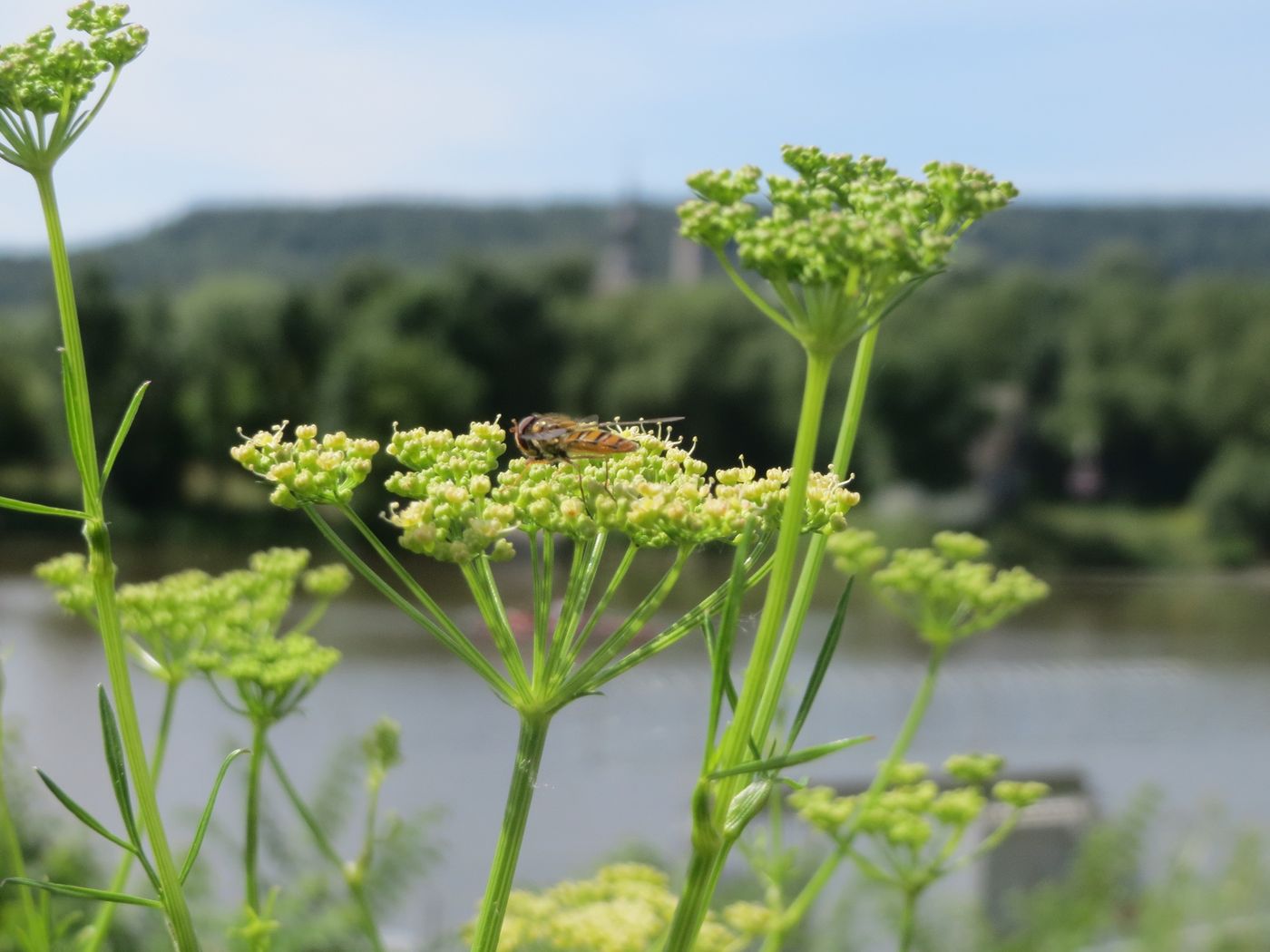 Grocery clamshell herbs vs growing your own