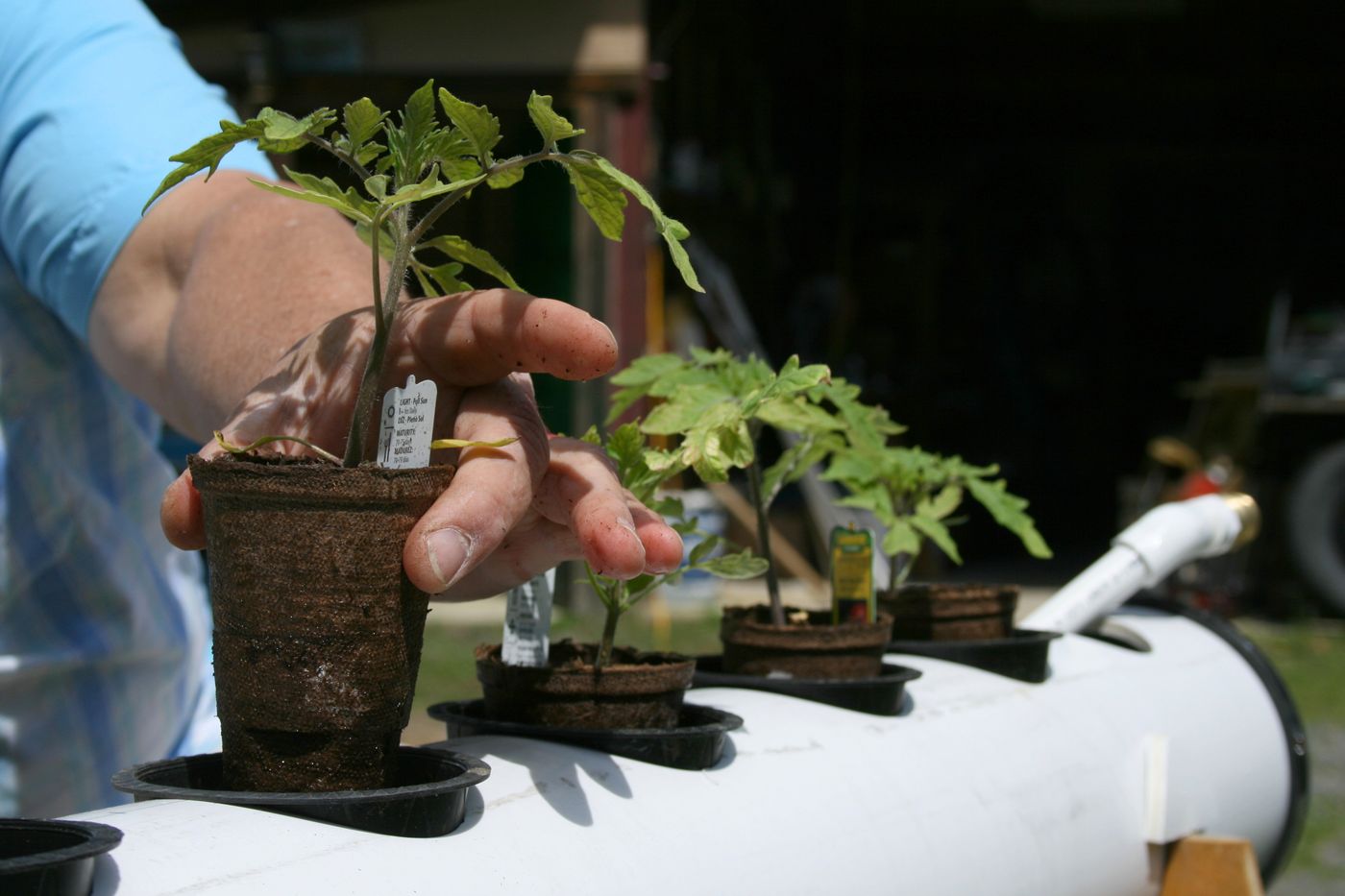 Jar-friendly hydro herbs on a compact apartment setup