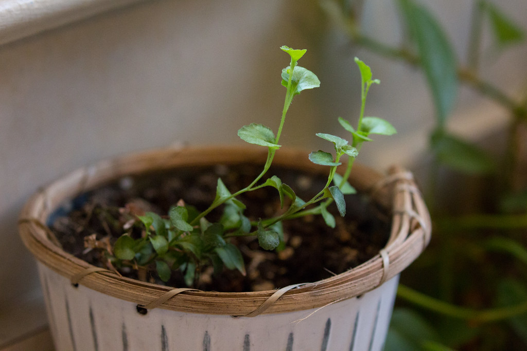Kitchen counter with living greenery