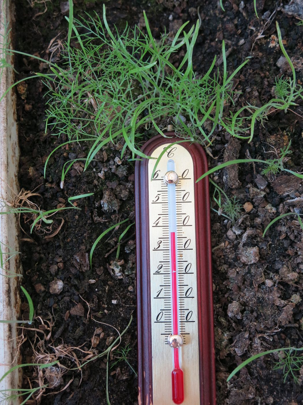 Leggy seedlings that need stronger or closer light