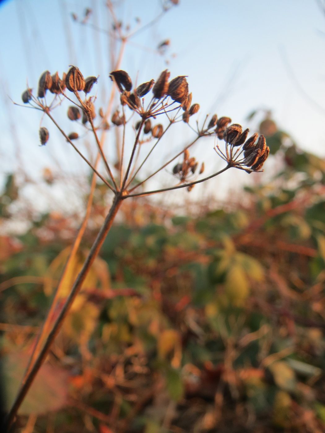 Parsley as a low-cost ongoing crop
