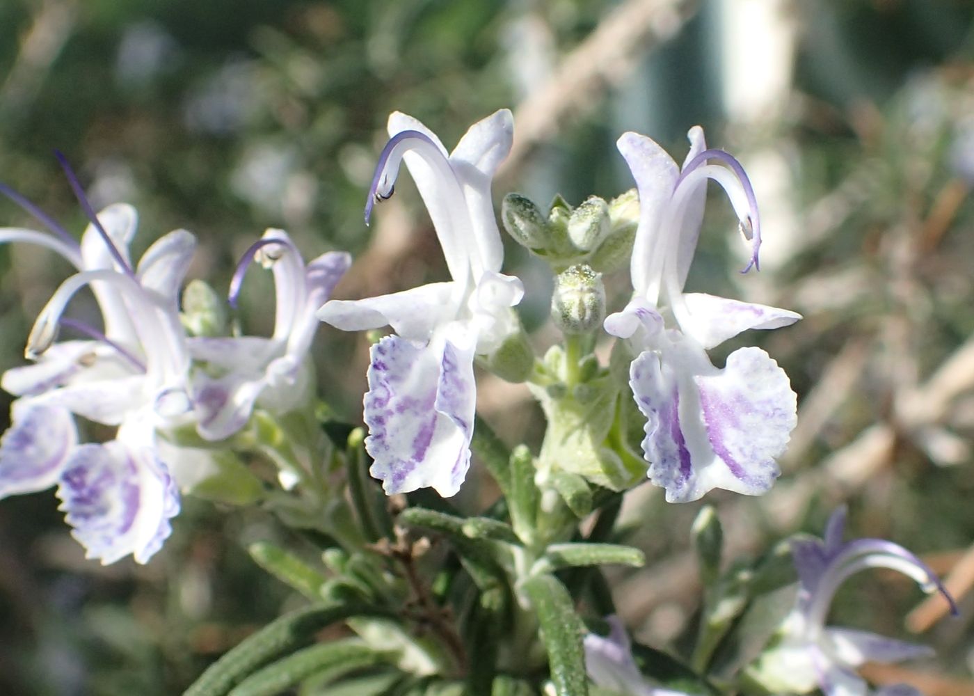 Flowering rosemary under long day schedules