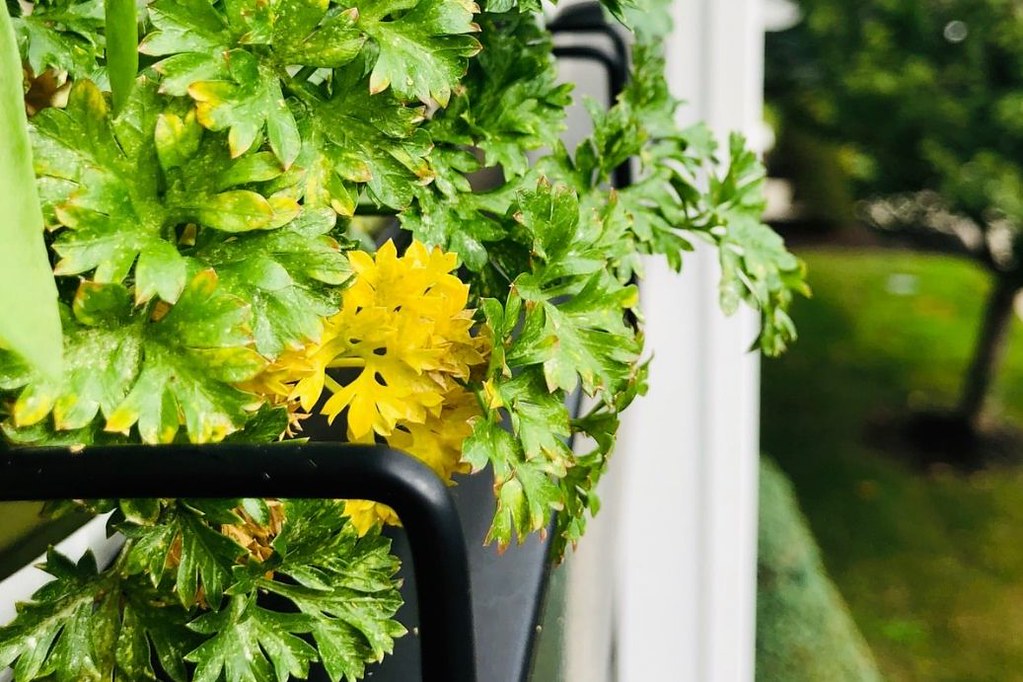 Yellowing parsley when light is too weak